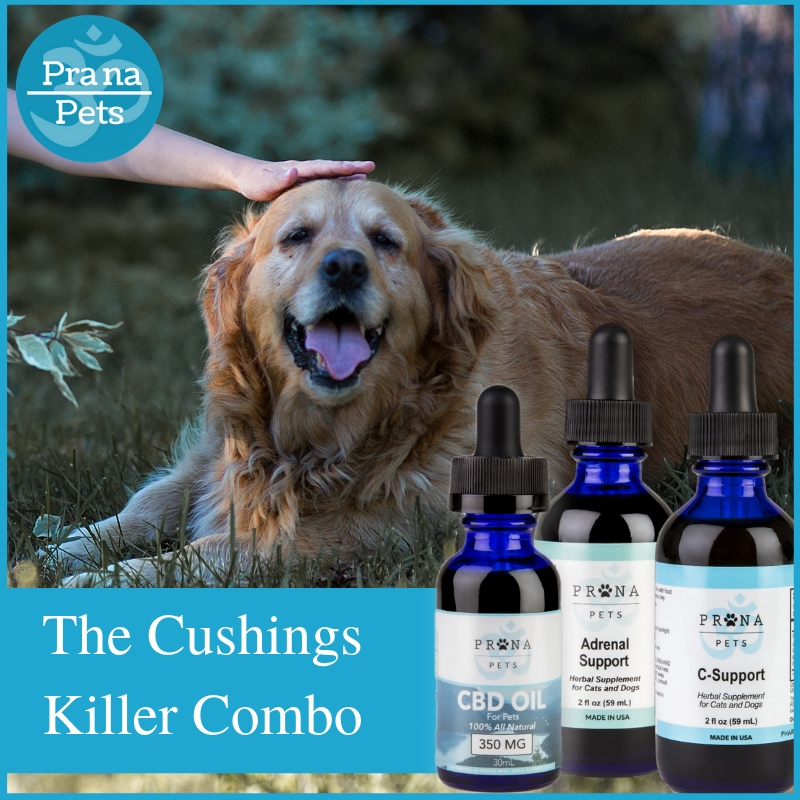 cushing-s-disease-treatment-breakthrough-for-dogs